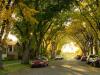 Autumn Arc